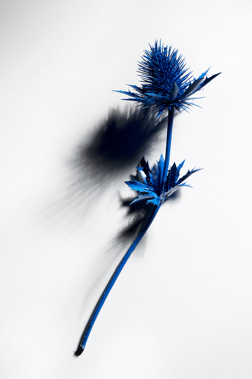 Photographie fleur Bleue Nature Morte Renault Gabriel